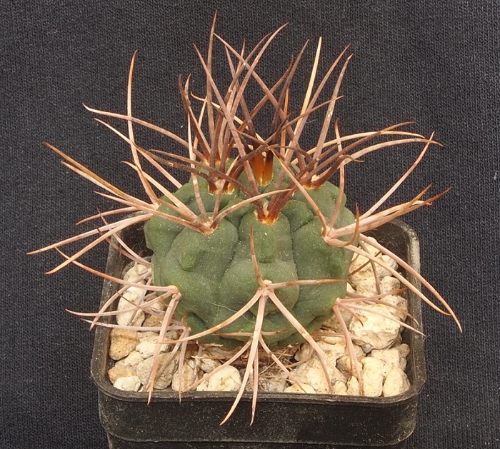 Gymnocalycium tillianum 