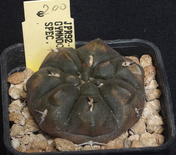 Gymnocalycium sp. JPR 92-68/154