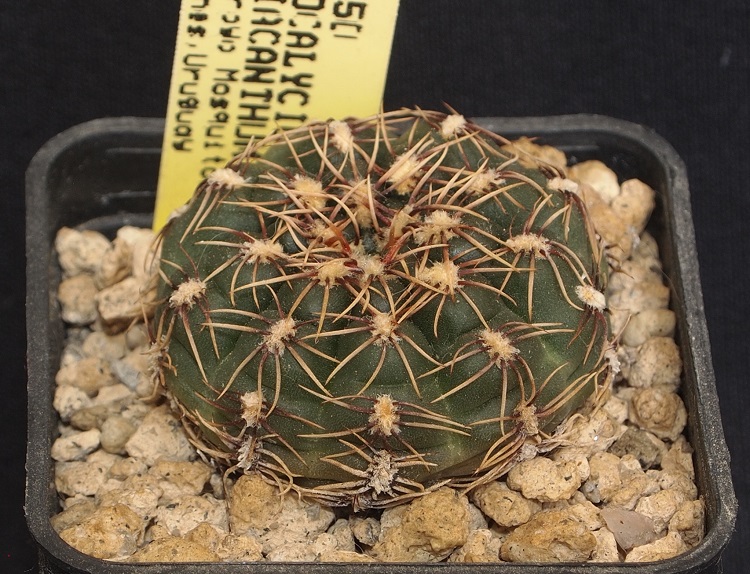 gymnocalycium hyptiacanthum