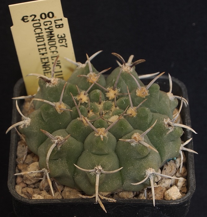 Gymnocalycium ochoterenae LB 367