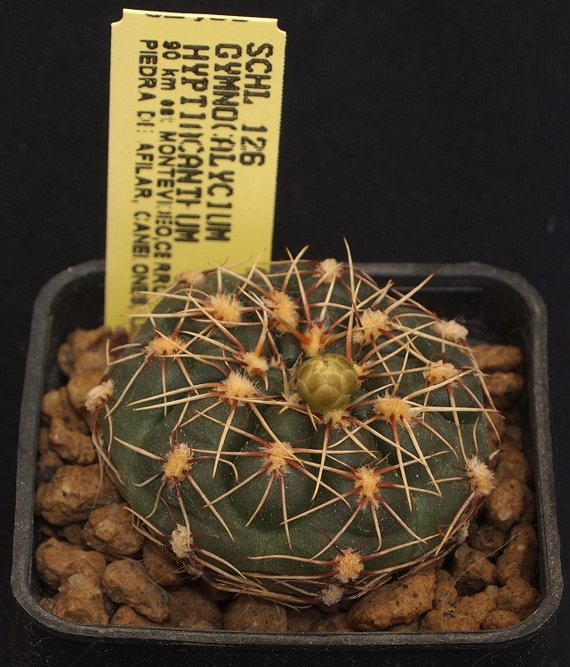 Gymnocalycium hyptiacanthum SCHL 126