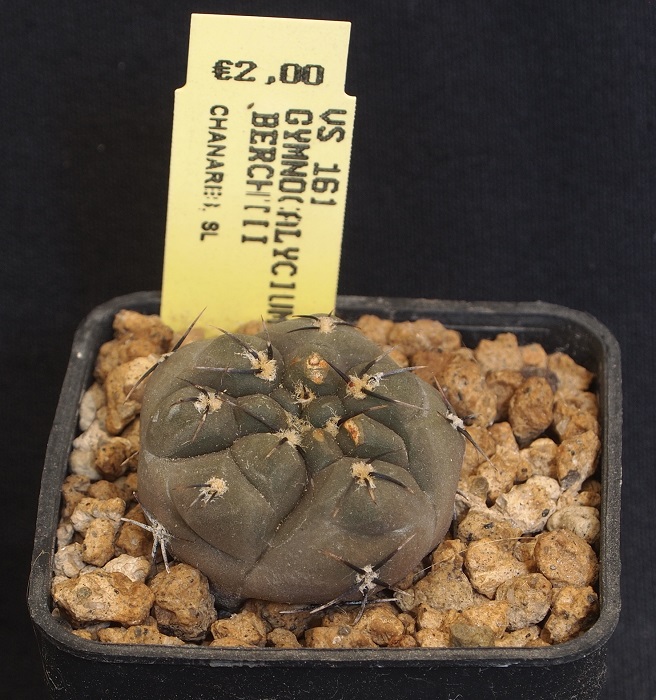 Gymnocalycium berchtii VS 161