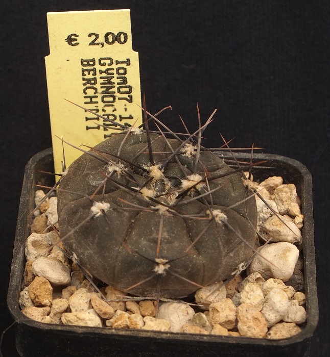 Gymnocalycium berchtii Tom 07-148/1