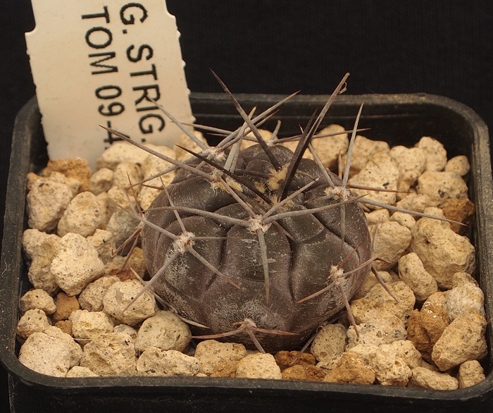 Gymnocalycium striglianum Tom 09-425