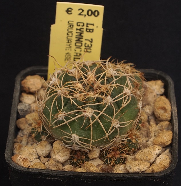 Gymnocalycium uruguayense LB 738