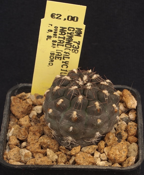 Gymnocalycium nataliae MM 738