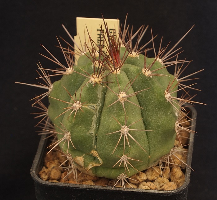 Gymnocalycium paediophylum 