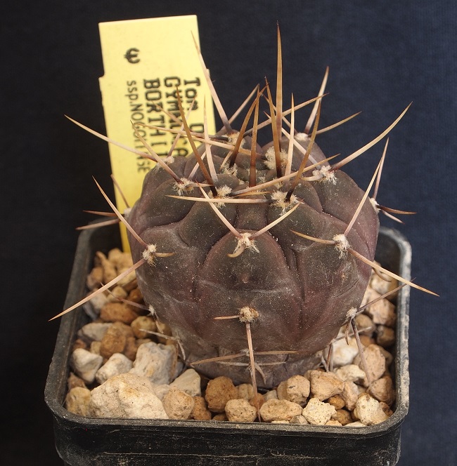 gymnocalycium borthii ssp. nogolense