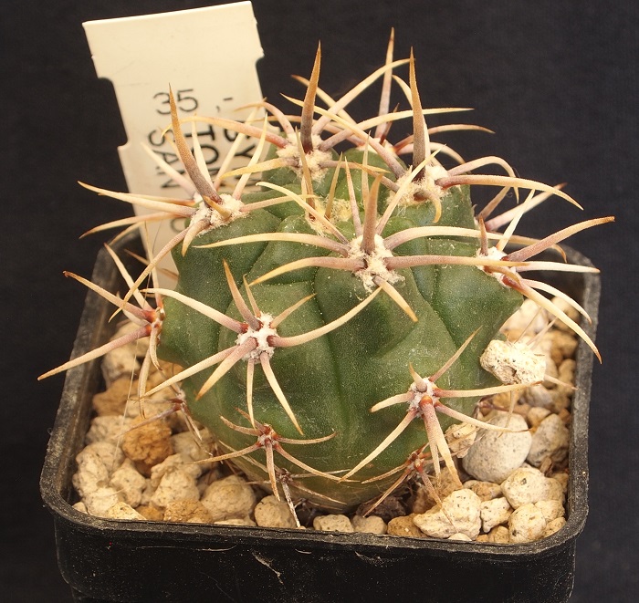 Gymnocalycium achirasense v. kainradliae Tom 07-213/1