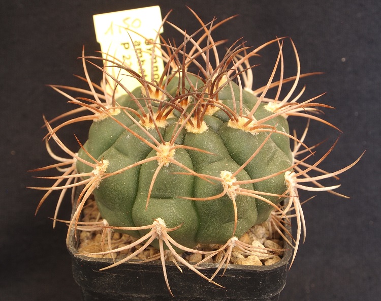 Gymnocalycium ambatoense P 22