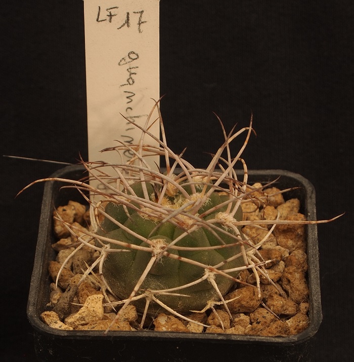 Gymnocalycium guanchinense LF 17