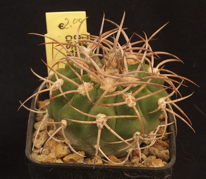 Gymnocalycium castellanosii Tom 06 137/1