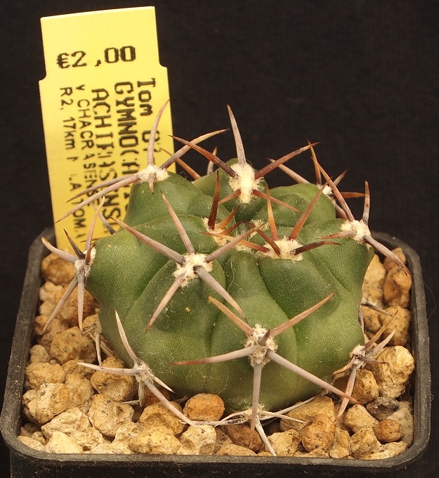 gymnocalycium achirasense v. chacrasense