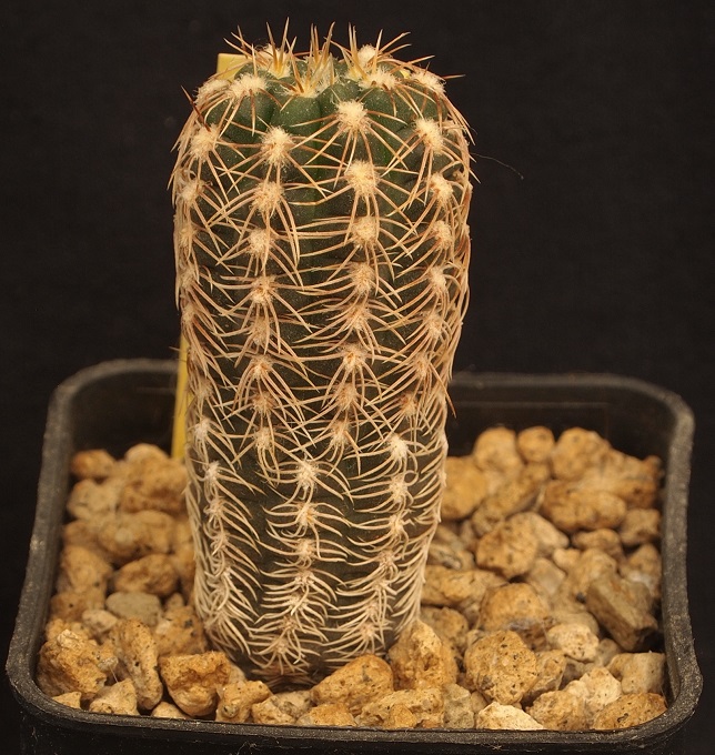 gymnocalycium carolinense ssp. ludwigii