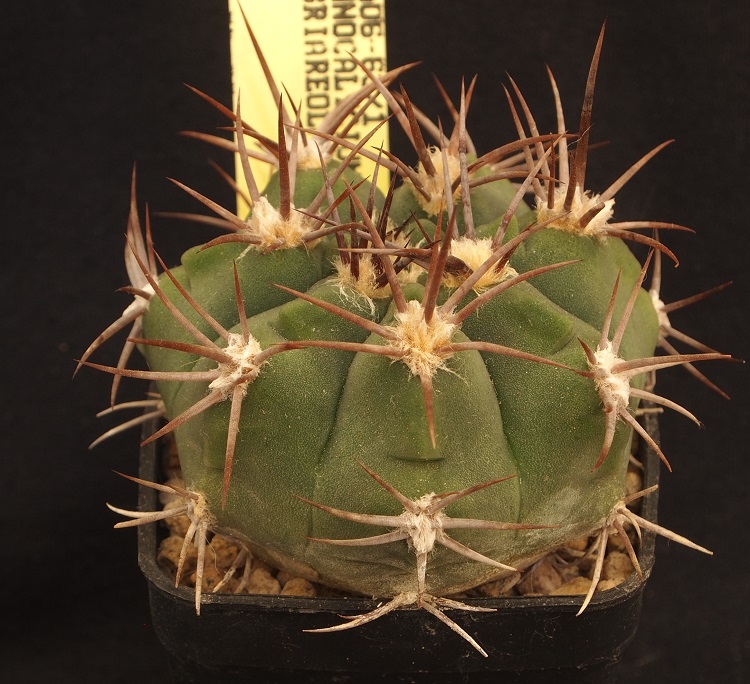 Gymnocalycium nigriareolatum Tom 06-63/1