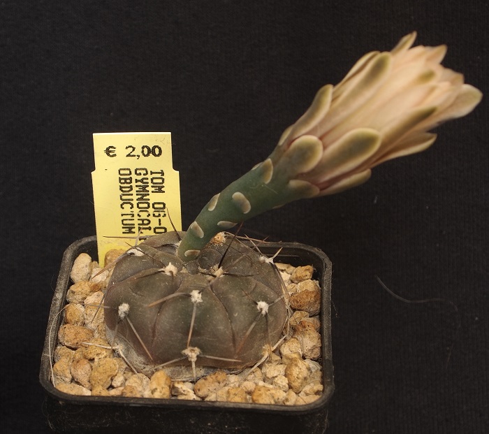 Gymnocalycium obductum Tom 06-031/2