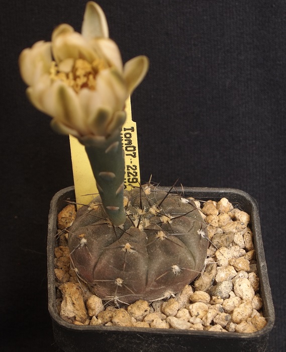 Gymnocalycium berchtii Tom 07-229/1