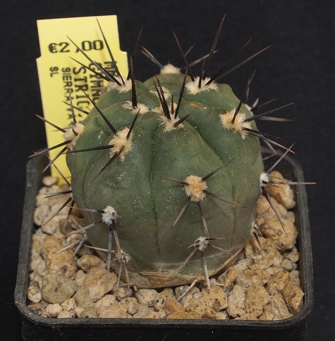 Gymnocalycium striglianum MM 762