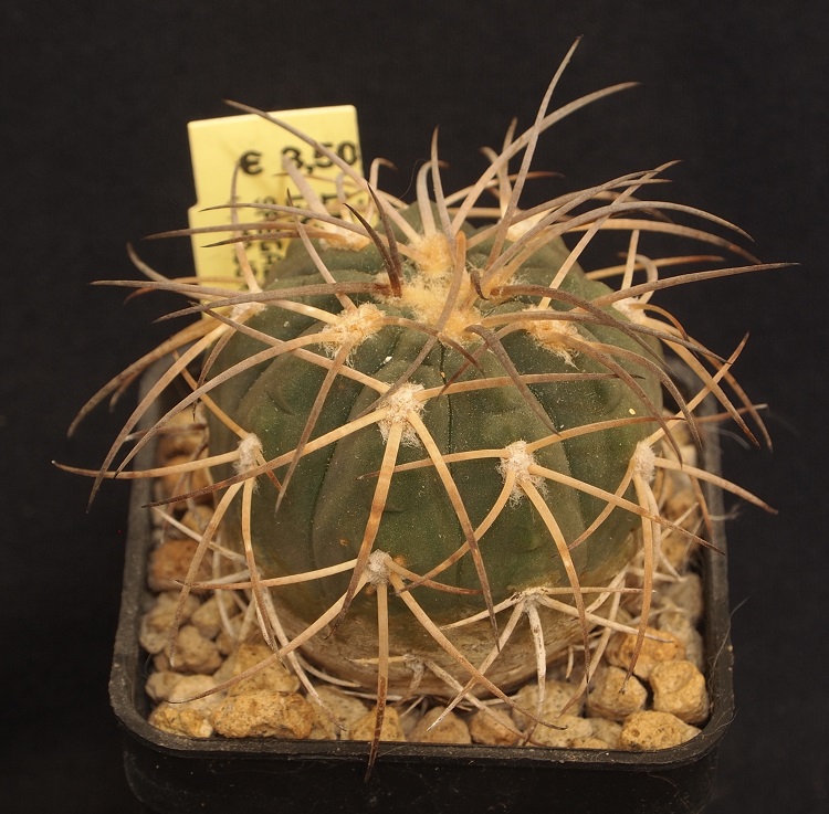 Gymnocalycium spegazzinii v. major LF 68