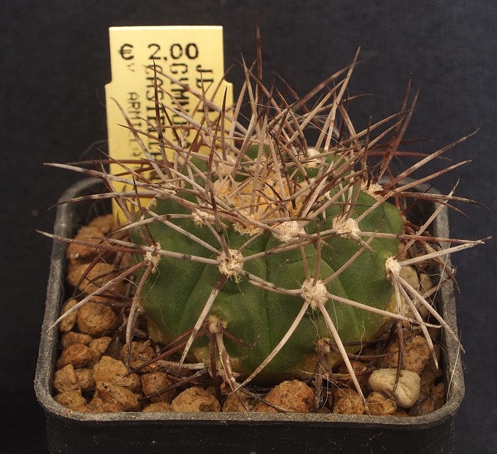 Gymnocalycium castellanosii v. armillatum JL 4