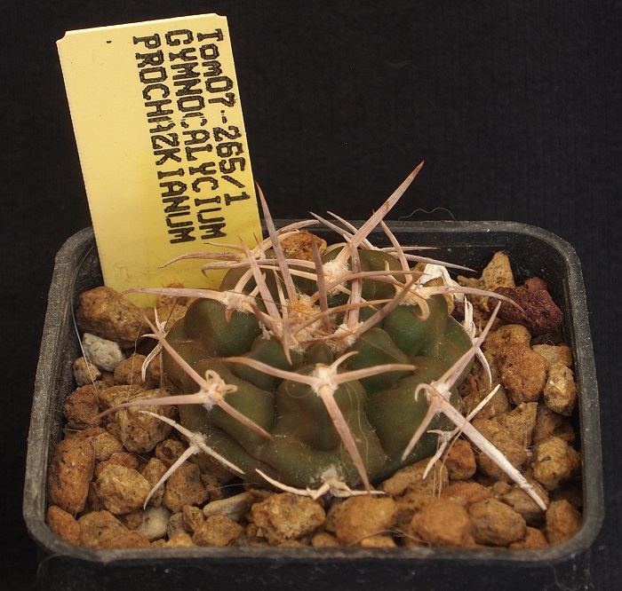 Gymnocalycium prochazkianum Tom 07-265/1