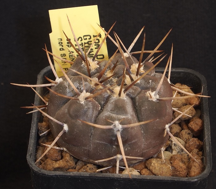 Gymnocalycium striglianum ssp. aeneum 