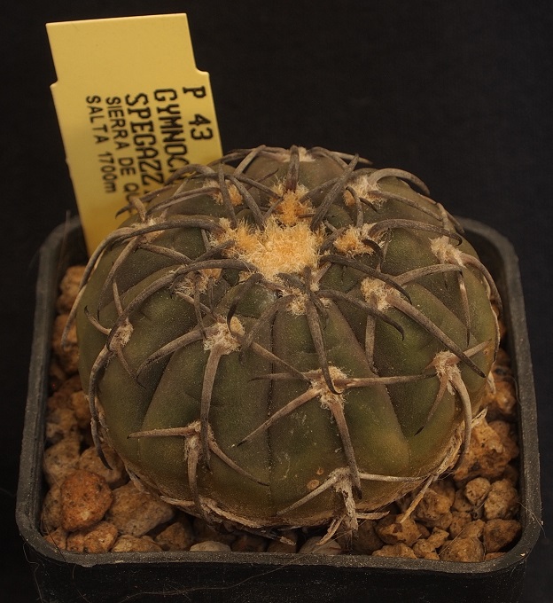 Gymnocalycium spegazzinii P 43