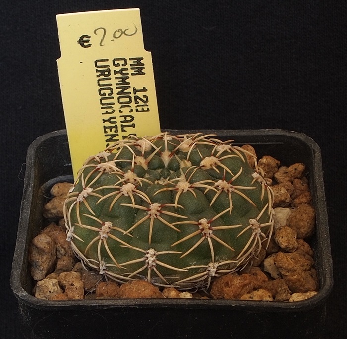 Gymnocalycium uruguayense MM 128