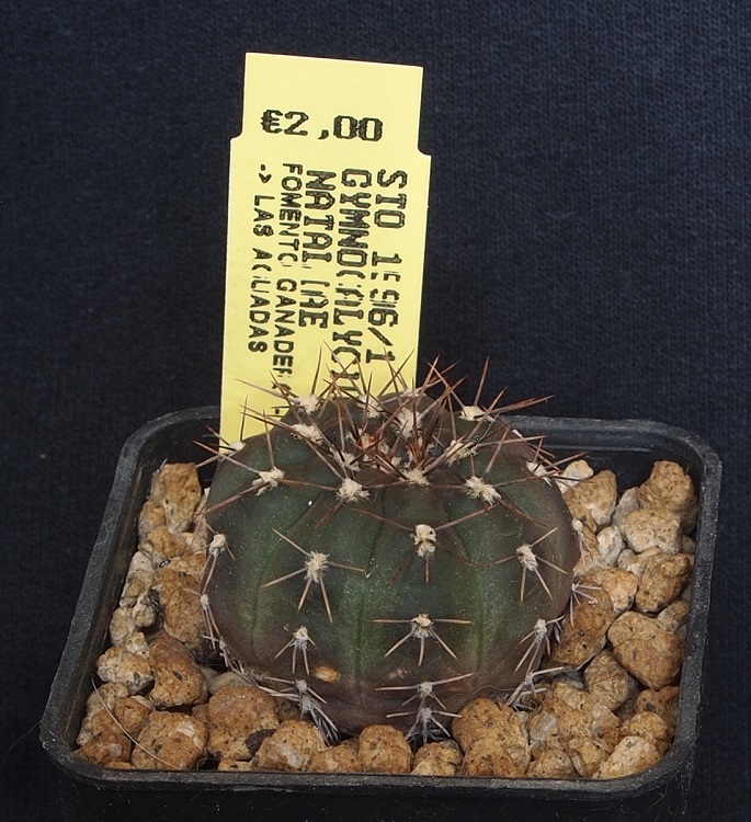 Gymnocalycium nataliae STO 1596/1