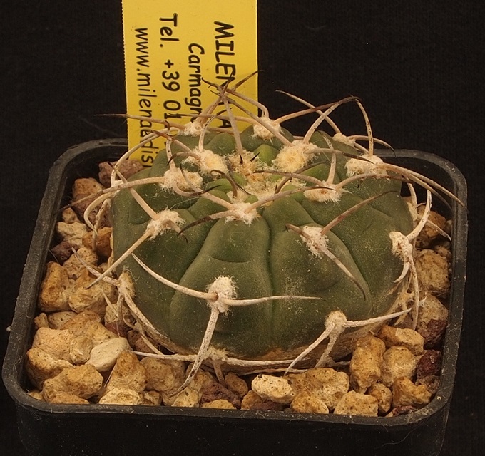 Gymnocalycium guanchinense STO 90-305/1