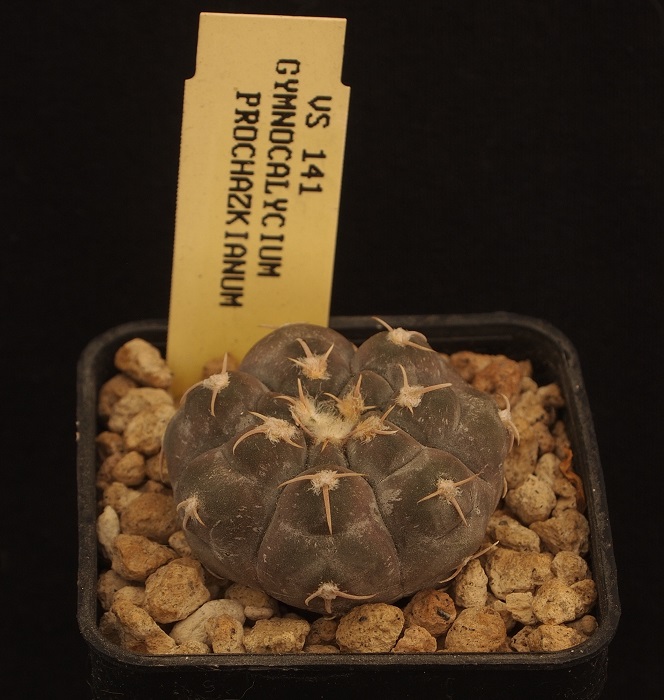 Gymnocalycium prochazkianum VS 141