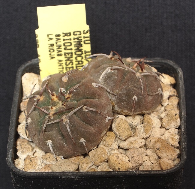 gymnocalycium riojense