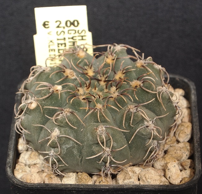 Gymnocalycium stellatum v. kleinianum 