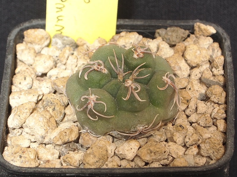 Gymnocalycium sutterianum FB 145