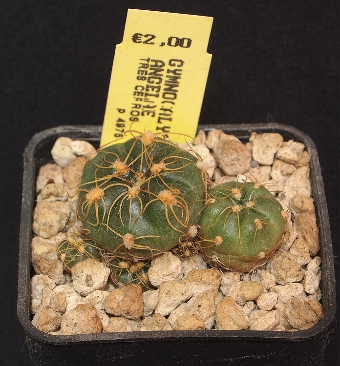 gymnocalycium angelae