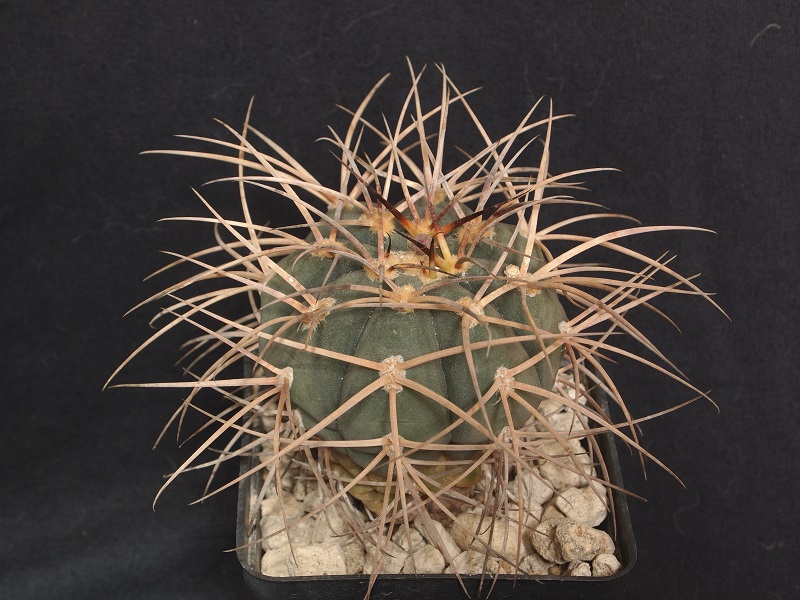 Gymnocalycium cardenasianum 