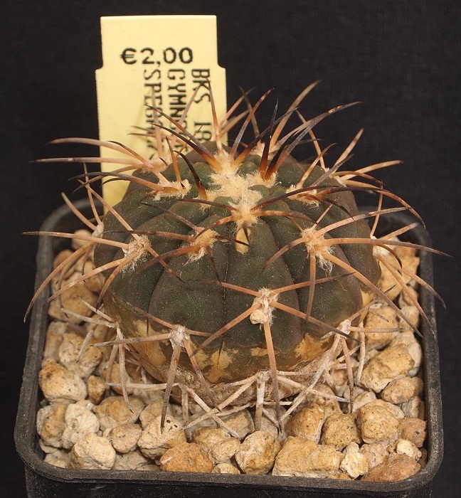 Gymnocalycium spegazzinii BKS 18