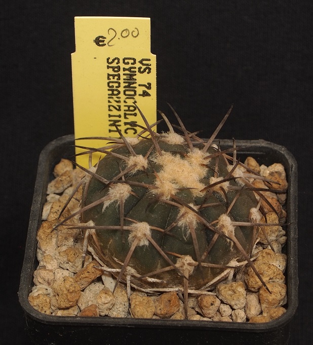 Gymnocalycium spegazzinii VS 74