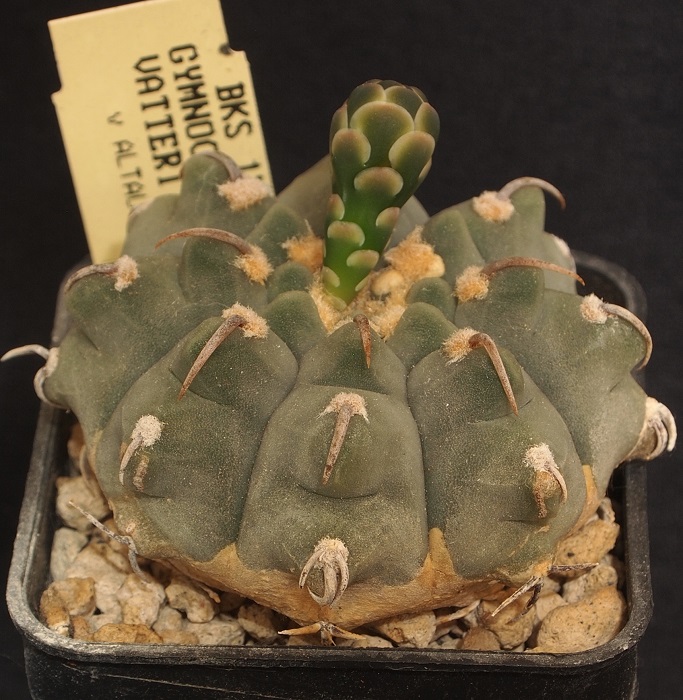 Gymnocalycium vatteri v. altautinense BKS 172