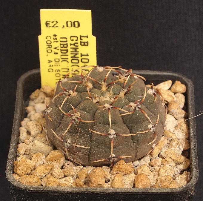 Gymnocalycium obductum LB 1046