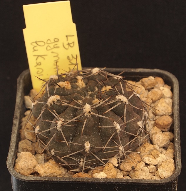 Gymnocalycium lukasikii LB 312