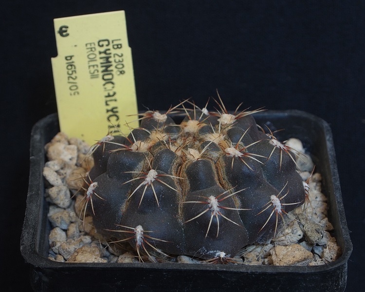 Gymnocalycium erolesii LB 2308