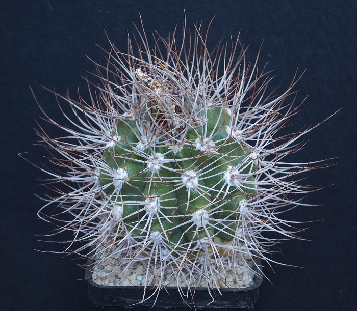 Gymnocalycium valnicekianum 