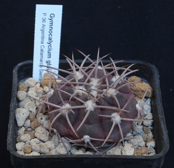 Gymnocalycium glaucum P 36