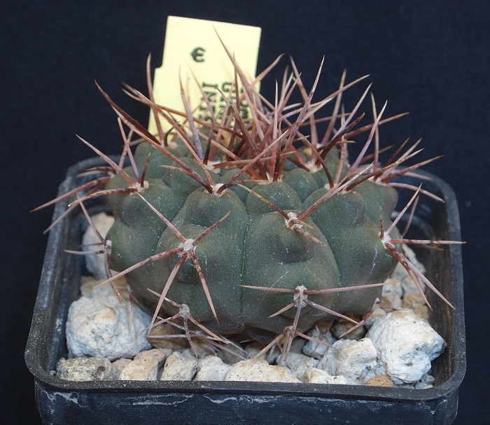 Gymnocalycium intertextum 