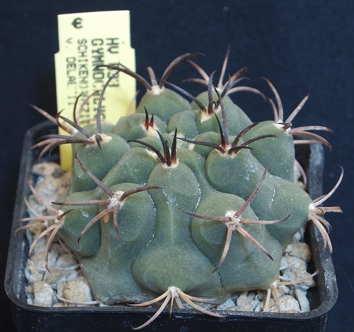 Gymnocalycium schickendantzii v. delaetii HV 833