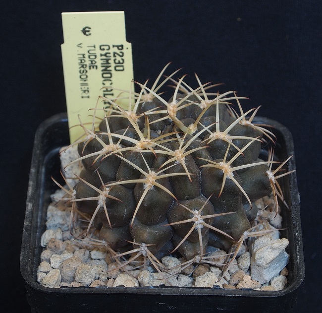 Gymnocalycium marsoneri P 230