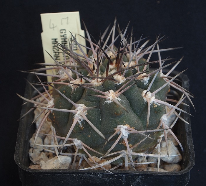 Gymnocalycium mazanense STO 238