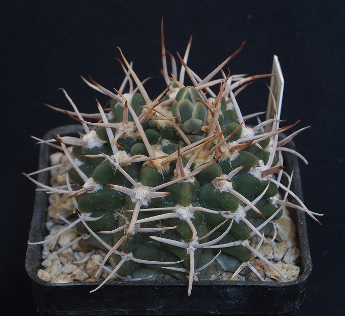 Gymnocalycium intermedium P 113