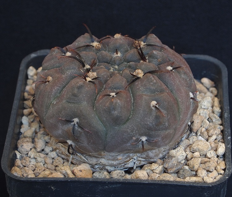 Gymnocalycium striglianum 